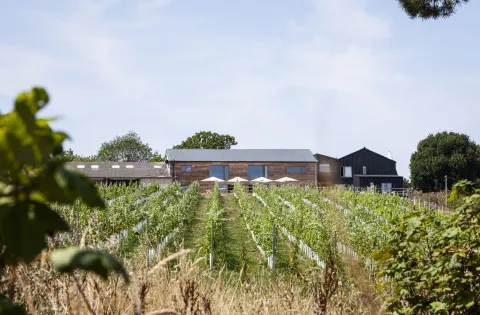 Tillingham estate vinyard